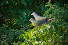 Pink-Necked Green Pigeon photo 4