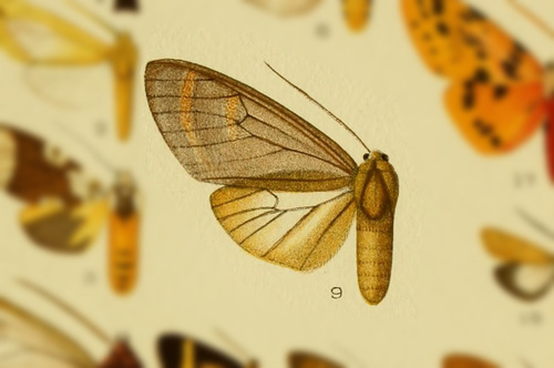 Amastus tolimensis