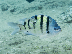 Banded Damselfish photo 3