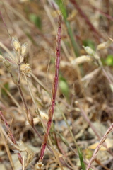 Festuca maritima