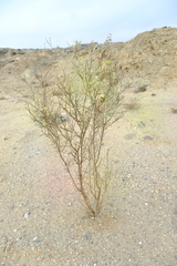 Calobota acanthoclada