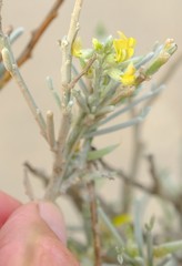 Calobota acanthoclada