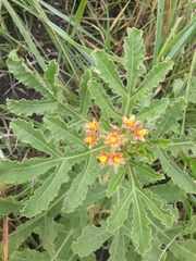 Jatropha schlechteri setifera