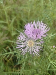 Galactites tomentosus