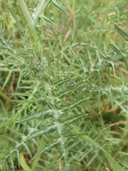 Galactites tomentosus