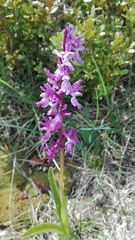 Orchis olbiensis