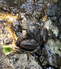 Quasipaa exilispinosa