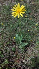 Senecio provincialis