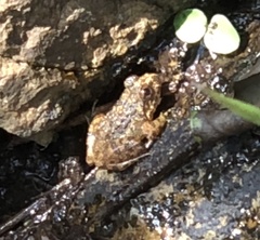 Quasipaa exilispinosa