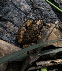 Quasipaa exilispinosa