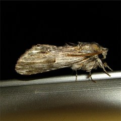 Oligocentria