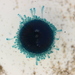 photo of Blue Button (Porpita porpita)