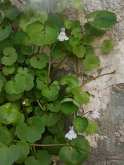 Cymbalaria