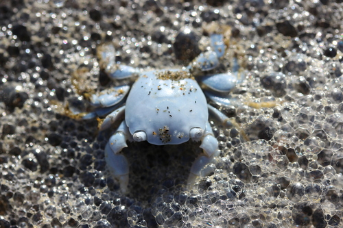 photo of Gulfweed Crab (Planes minutus)