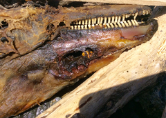 Phocoena phocoena vomerina