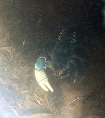 Euastacus yarraensis