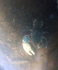 Euastacus yarraensis