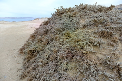 Caroxylon nollothense