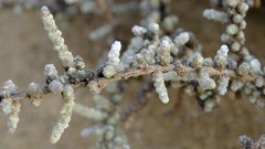 Caroxylon nollothense