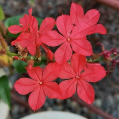 Plumbago indica