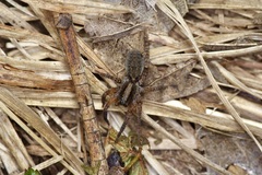 Varacosa