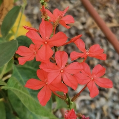 Plumbago indica