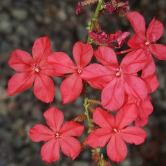 Plumbago indica