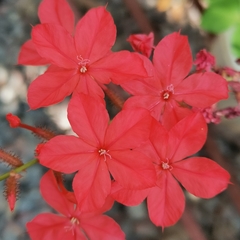 Plumbago indica