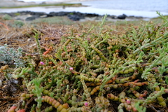 Mesembryanthemum dinteri