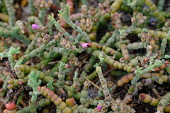 Mesembryanthemum dinteri