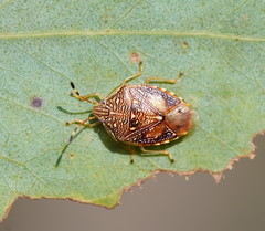 Anischys luteovarius