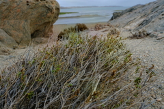 Jamesbrittenia bicolor image