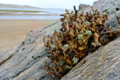 Pelargonium cortusifolium