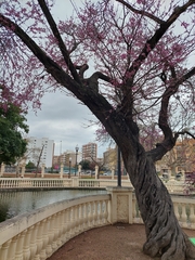 Cercis siliquastrum