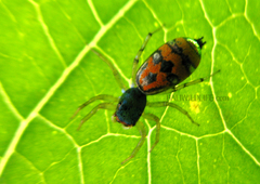 Cosmophasis valerieae