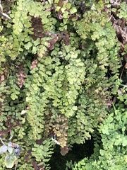 Adiantum capillus-veneris