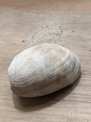 Bulla quoyii