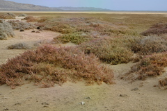 Image of Salicornia dunensis