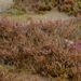 Lüderitz Glasswort - Photo (c) Nick Helme, some rights reserved (CC BY-SA), uploaded by Nick Helme