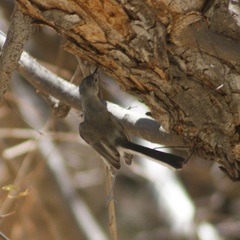 Polioptila nigriceps