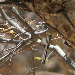 Polioptila nigriceps