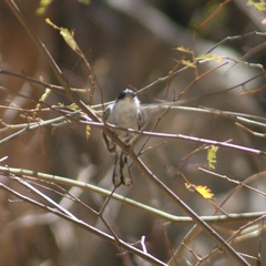 Polioptila nigriceps