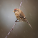 Lesser Redpoll - Photo (c) Jonny Andrews, some rights reserved (CC BY-NC), uploaded by Jonny Andrews