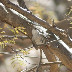Polioptila nigriceps