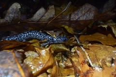 Plethodon cylindraceus