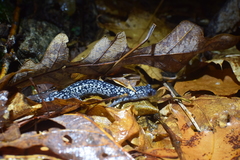 Plethodon cylindraceus