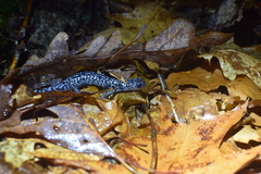 Plethodon cylindraceus