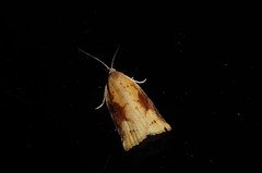 Apoctena conditana