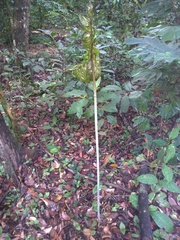 Tacca leontopetaloides