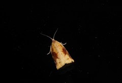 Apoctena conditana